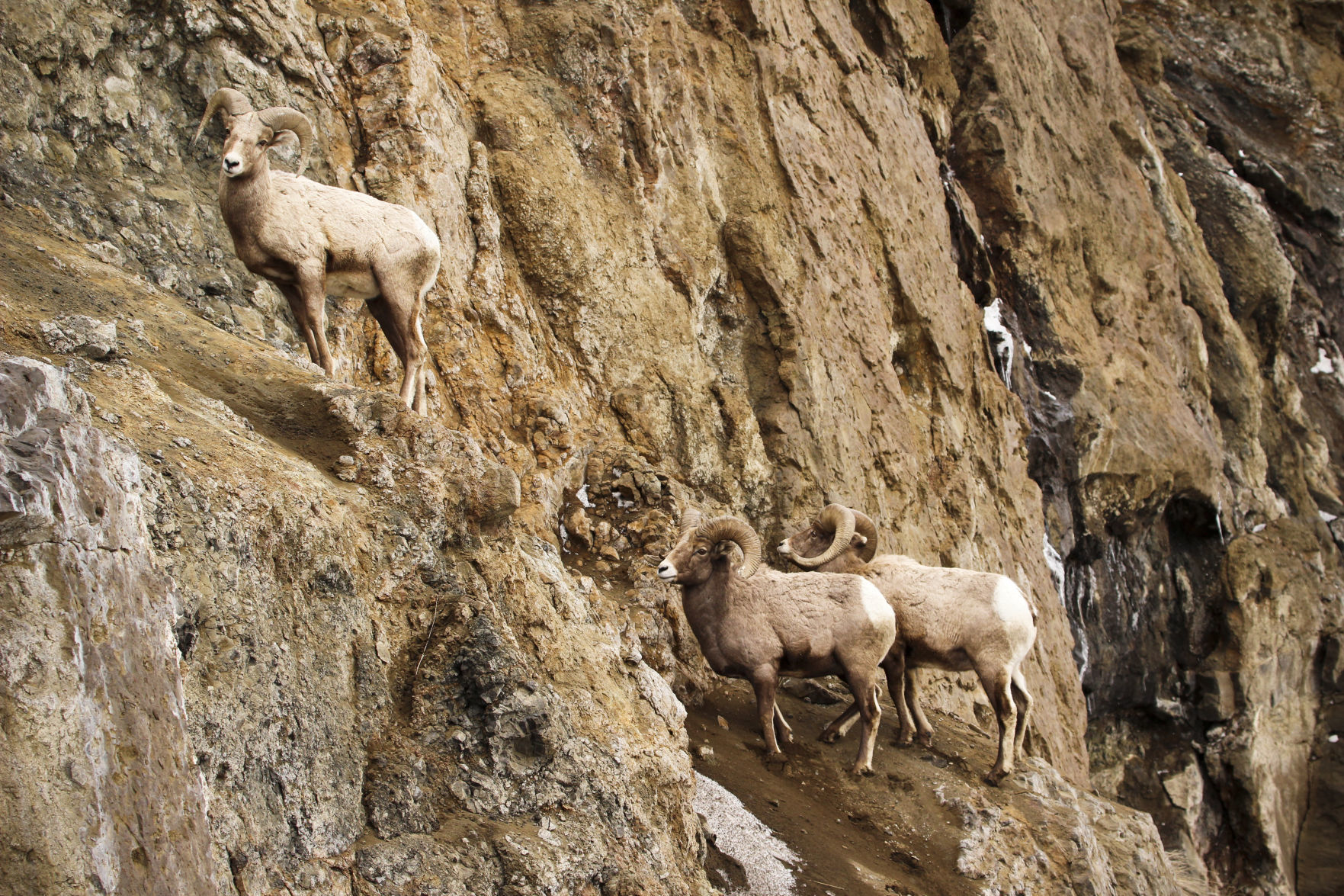 Big Horn Sheep